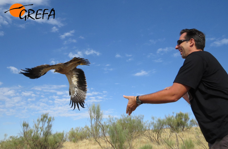 Un “padrino” libera un águila calzada rehabilitada en el Hospital de Fauna Salvaje de GREFA. Foto: GREFA. 