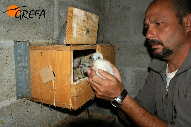 Fernando Garcés, secretario general de GREFA, examina un pollo de cernícalo primilla junto a su nido. Foto: GREFA.