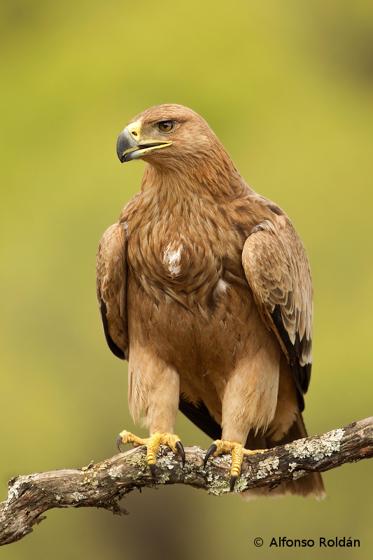 Ejemplar juvenil de águila imperial fotografiado desde un hide de la empresa Alpasín: Foto:© Alfonso Roldán.