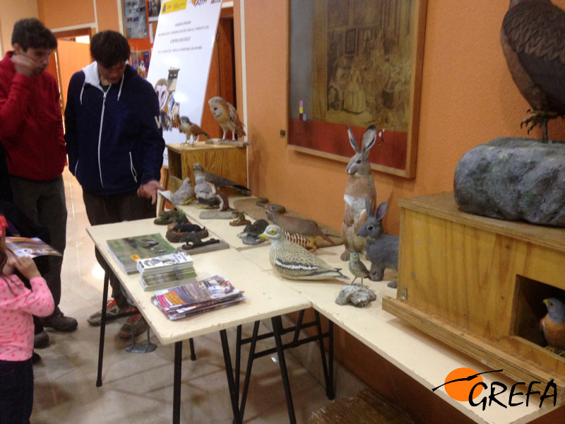 En la Casa de Cultura de Aranda de Duero (Burgos), réplicas a tamaño real de fauna propia de los hábitats agrícolas, incluidas en la exposición.