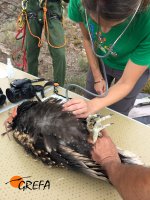Laura, veterinaria de GREFA, realiza un chequeo al alimoche marcado en Galicia antes de devolverlo a nido.