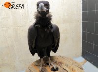 El joven buitre negro en una instalación de UCI del Hospital