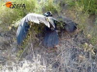 Estado del joven buitre cuando nuestro Equipo de Rescate se presentó en el lugar 