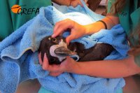 Revisión de la cabeza en el momento del ingreso