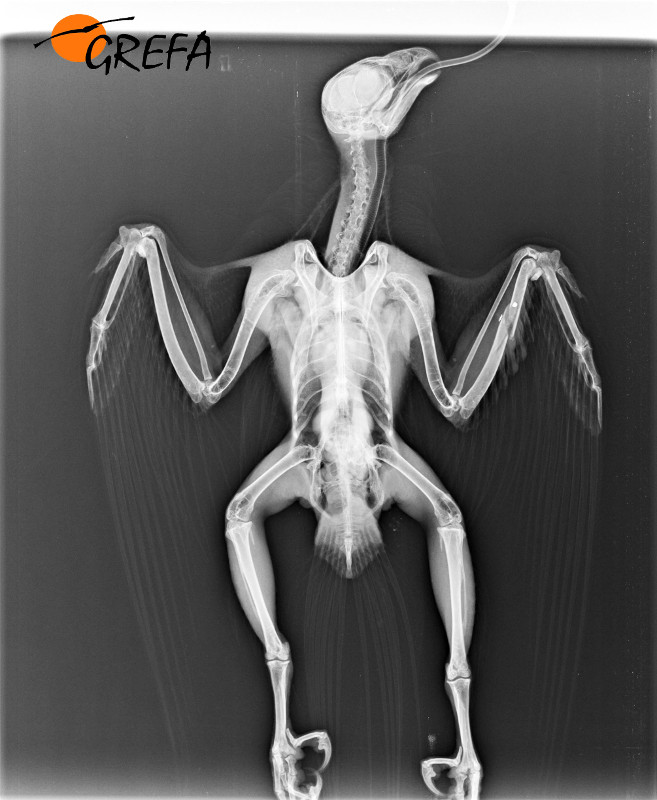 Radiografía del segundo halcón tiroteado en la Comunidad de Madrid que ingresa por estas fechas en GREFA. En el cúbito izquierdo (a la derecha de la imagen) se observa el perdigón causante de la fractura. Foto: GREFA.
