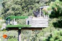 Vista del hacking con los dos pollos de buitre negro desde el punto de observación