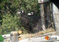 Los dos pollos nacidos en cautividad de 2015 conviviendo en el hacking