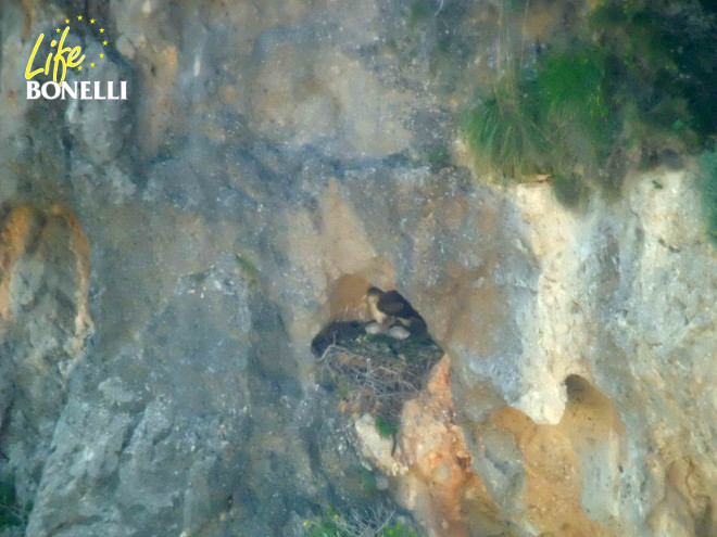 La hembra 'Bel' en su nido en roca, con sus dos pollos de unos veinte días de edad, aún cubiertos del típico plumón blanco.