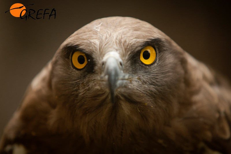 Águila culebrera, una de las especies del Centro Naturaleza Viva de GREFA