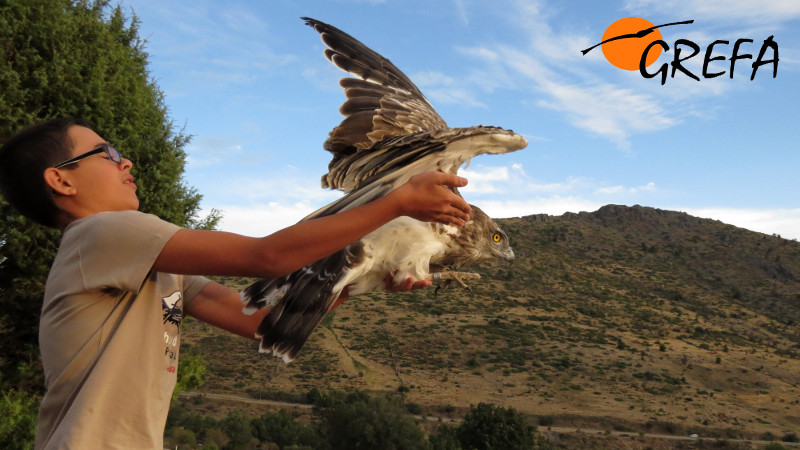 Sergio libera a un águila culebrera rehabilitada por GREFA y que él mismo apadrinó.
