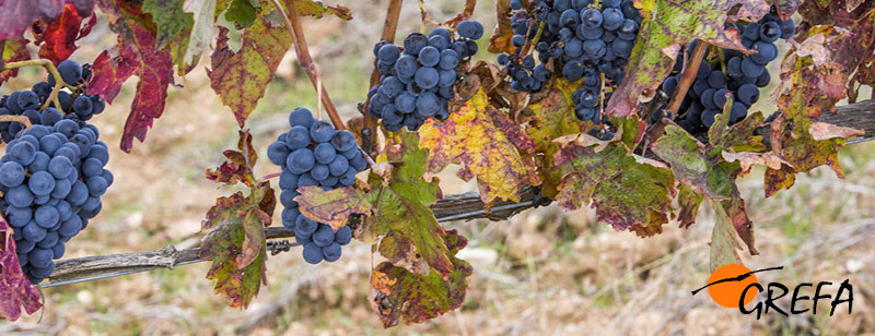Racimos de uvas de viñas de Ribera del Duero (foto: Bodegas Marta Maté).  
