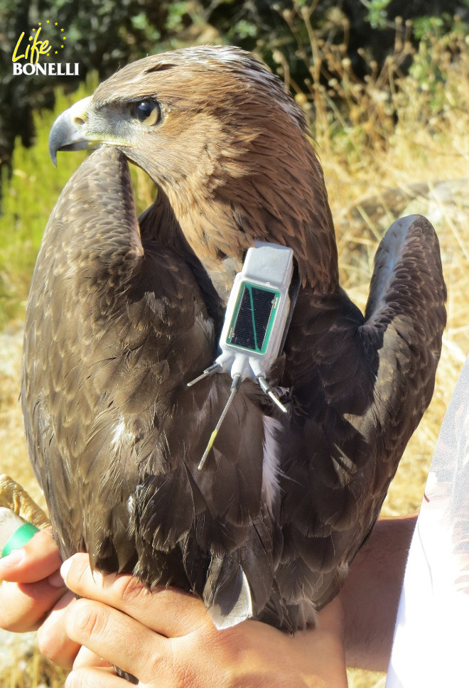 Una de las dos águilas de Bonelli liberada, con el emisor GPS visible al dorso.