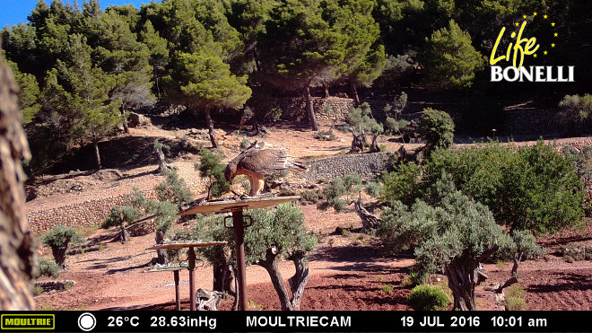 'Figueres', una de las águilas de Bonelli procedentes de Cataluña, sobre una plataforma de alimentación en Mallorca.