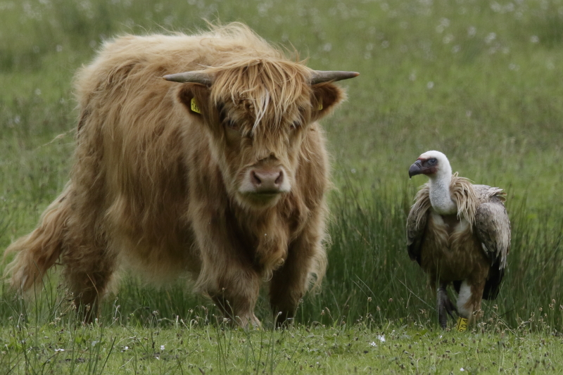 El buitre leonado 'R04' junto a una vaca en un pastizal de Holanda. Foto: Eric Menkveld.