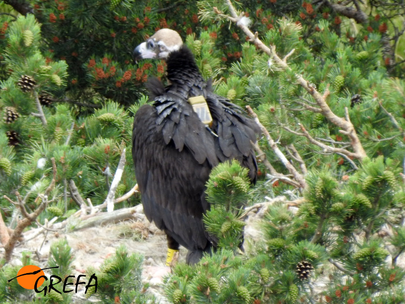 El pollo de los buitres negros 'Montenegro' y 'Pline', en su nido, tras serle colocado el emisor GPS. Foto: Equipo de Trabajo de Boumort/Alinyà.