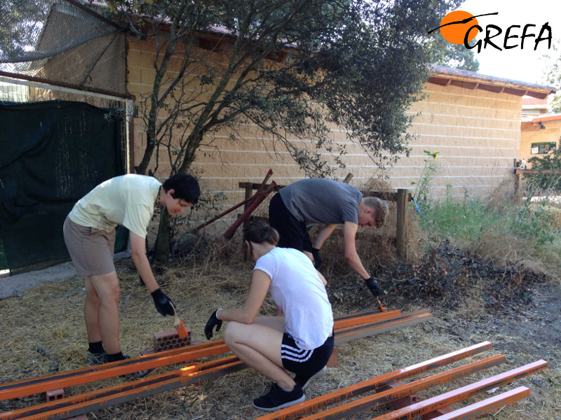 Tres voluntarios pintan unas vigas en el campo de trabajo internacional de GREFA. Foto: GREFA.
