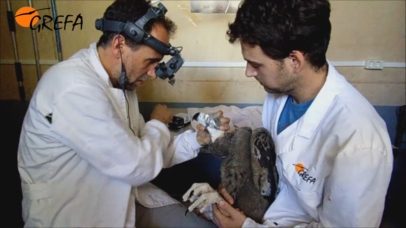 Revisión veterinaria de un pollo de Buitre negro nacido en GREFA