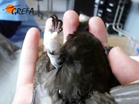 Férula para resolver fractura de tibiotarso en vencejo.