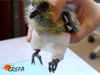 Vendaje para resolver problema de malposición de extremidades posteriores en paloma torcaz.