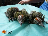 Pollitos de Pito Real.