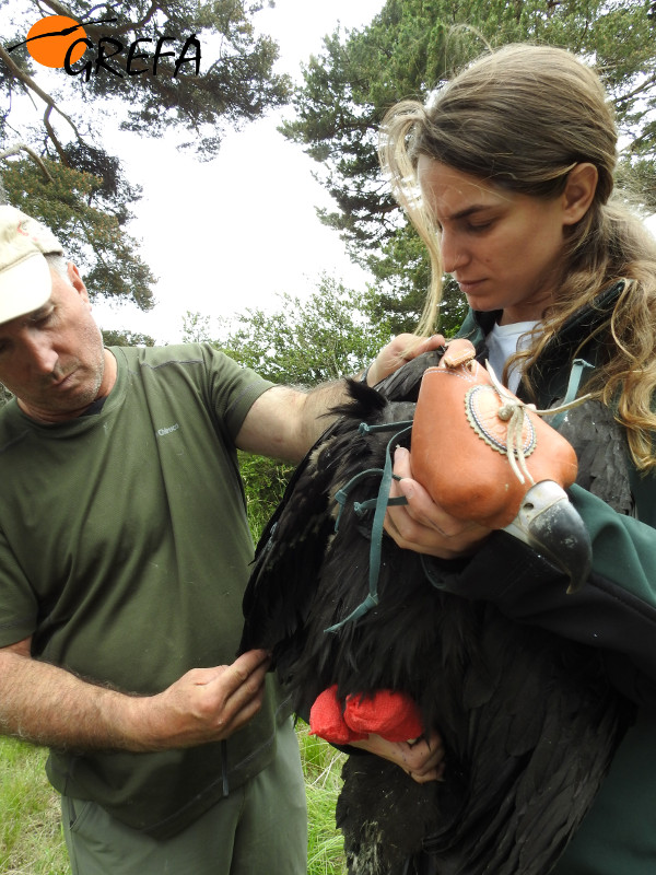 Un técnico del Magrama, ayudado por una veterinaria de GREFA, mide un ala del pollo de los buitres negros 'Montenegro' y 'Pline'.