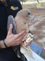 Una de las águilas de Bonelli introducidas el pasado 18 de agosto en el hacking madrileño.