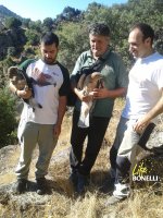 Ernesto, Juanjo y Sergio, de GREFA, con las dos águilas de Bonelli.