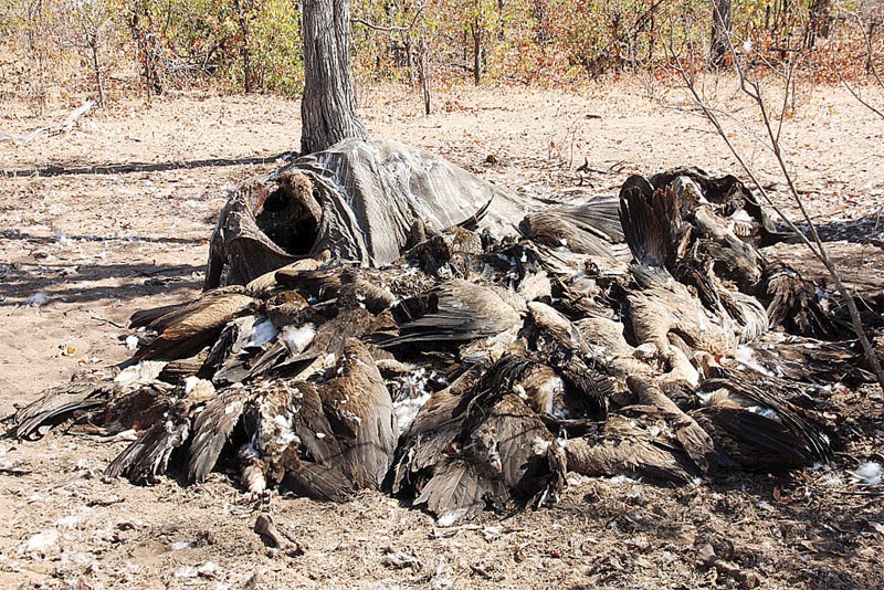 Algunos de los buitres muertos en el reciente envenenamiento de Maun (Botsuana). Foto: Mmegi.