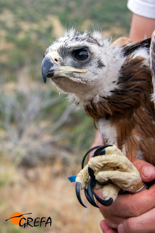 Primer plano de un águila perdicera destinada a su reintroducción. Foto: GREFA.