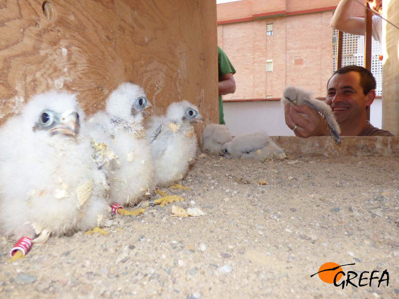Pollos de cernícalo primilla reintroducidos en un nidal artificial. Foto: GREFA.