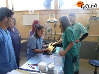 Atención a un animal en la enfermería de GREFA, centro neurálgico de nuestro hospital de fauna.