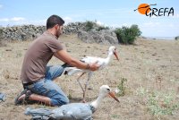 Dos cigüeñas blancas recuperadas por GREFA son devueltas sanas y salvas al medio natural.