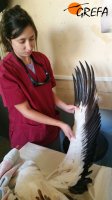Una veterinaria de GREFA aplica tratamiento de fisioterapia a una cigüeña blanca.