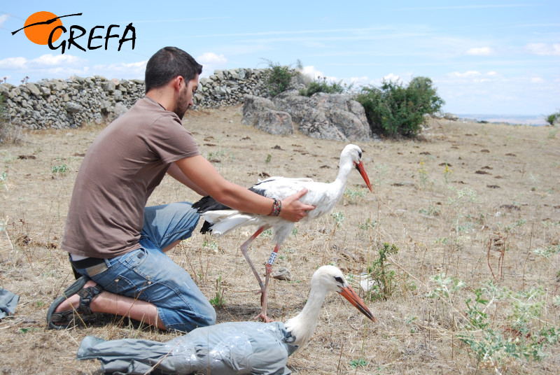 Dos cigüeñas blancas recuperadas por GREFA son devueltas sanas y salvas al medio natural.