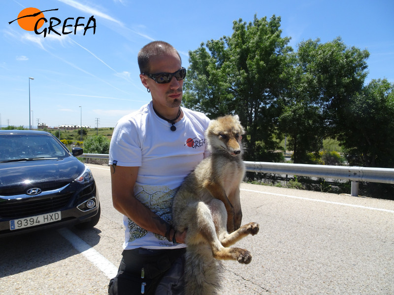 Un zorro es recogido por un miembro del Equipo de Rescate de GREFA.
