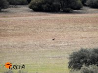 El águila imperial 'Luna' descansando