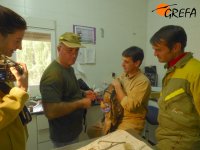 Marcaje con emisor GPS/GSM de Luna en el Centro de Recuperación de El Chaparrillo