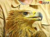 Marcaje con emisor GPS/GSM de Luna en el Centro de Recuperación de El Chaparrillo