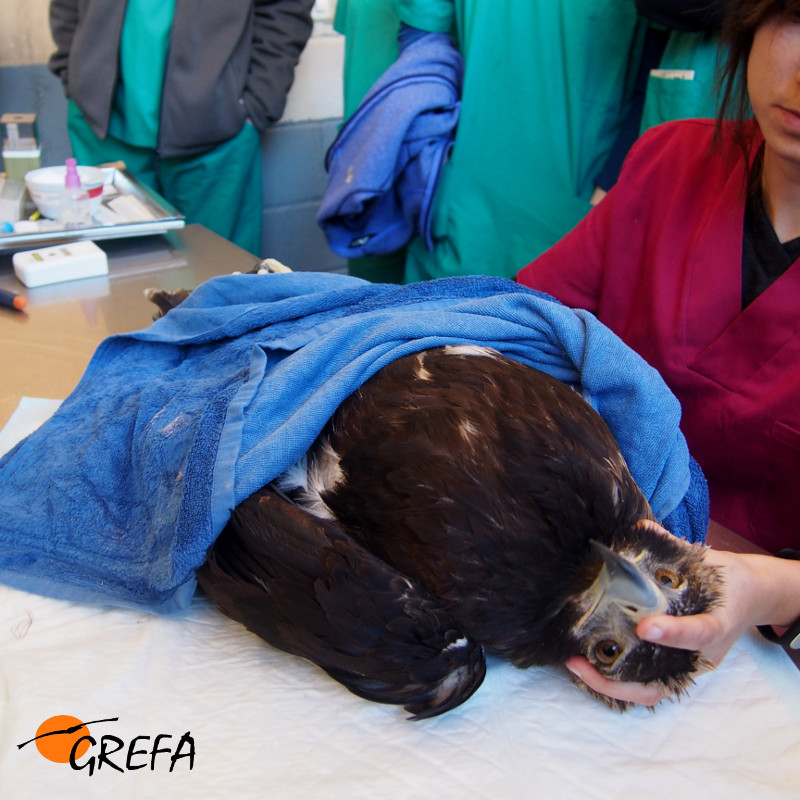Nuestros veterinarios hacen una revisión ocular y otras comprobaciones a una de las águilas imperiales.