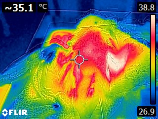 Imagen termográfica de un halcón abejero electrocutado