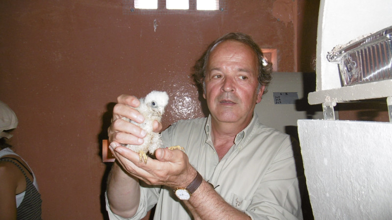 Miguel Aymerich, subdirector general de Medio Natural del Magrama, introduce un pollo de cernícalo primillar en un nidal de un primillar. Foto: GREFA.