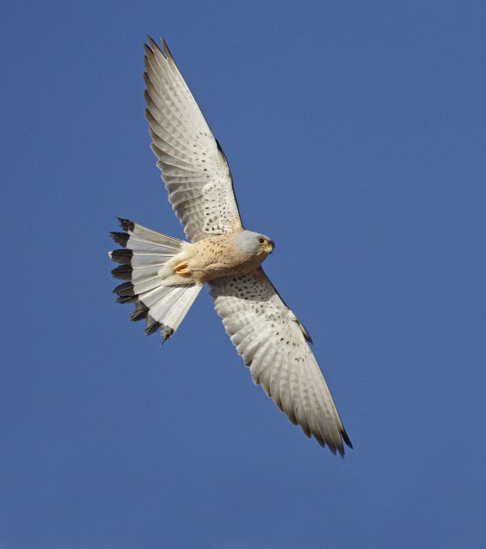 Cernícalo primilla (macho adulto) en vuelo. Foto: Ignacio Yúfera. 