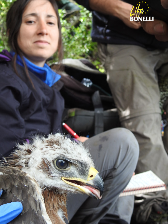 El águila de Bonelli 'Gobera' durante el operativo de marcaje con emisor GPS, bajo la mirada de una veterinaria de LIFE Bonelli.