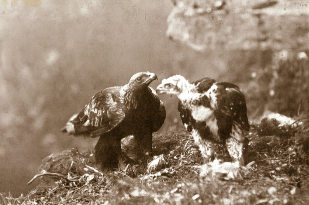Macho de águila real con su pollo en el nido. Foto: Harry Macpherson.