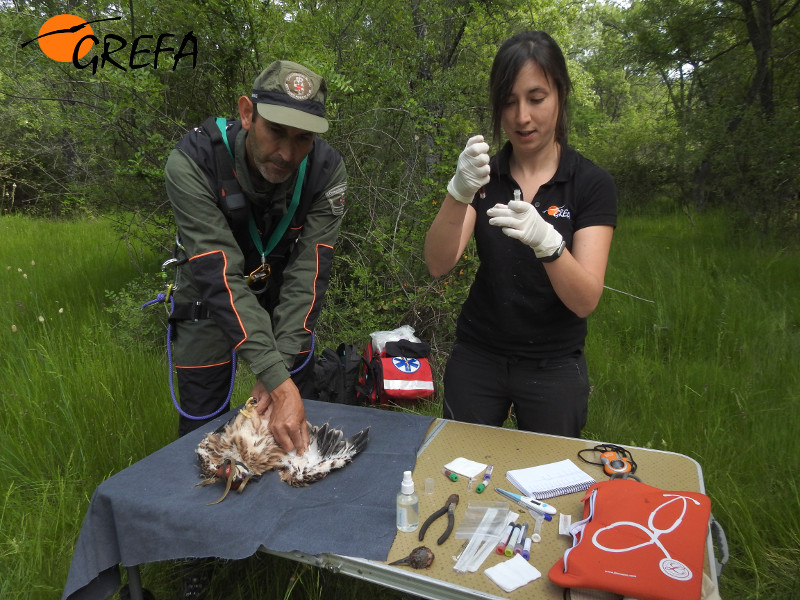 Una veterinaria de GREFA, con la ayuda de un agente forestal, extrae una muestra de sangre a un pollo de milano real instantes antes de ser marcado con un emisor GPS.