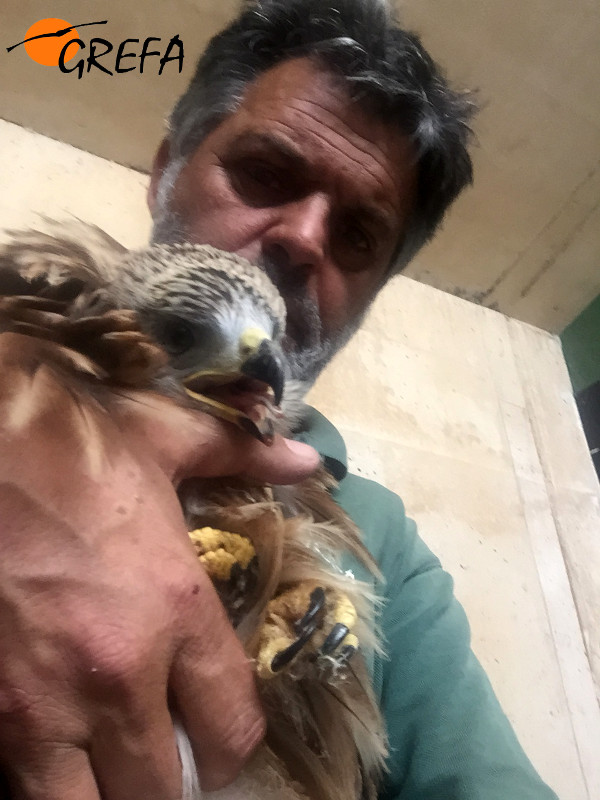 Uno de los dos pollos volantones ingresados recientemente en nuestro hospital de fauna