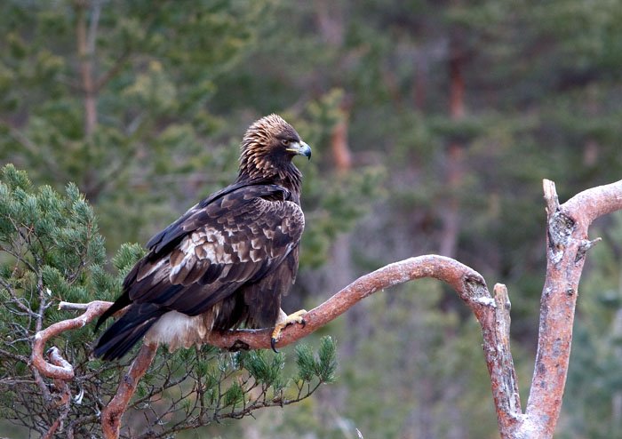 Águila real de la población noruega posada en un pino silvestre. Foto: Sture Orrhult / BirdLife Norway.