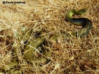 Culebra bastarda adulta.