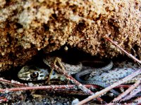 Culebra bastarda joven.