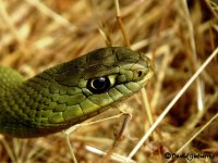 Detalle de la cabeza de una culebra bastarda adulta.